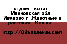 отдам 3 котят - Ивановская обл., Иваново г. Животные и растения » Кошки   